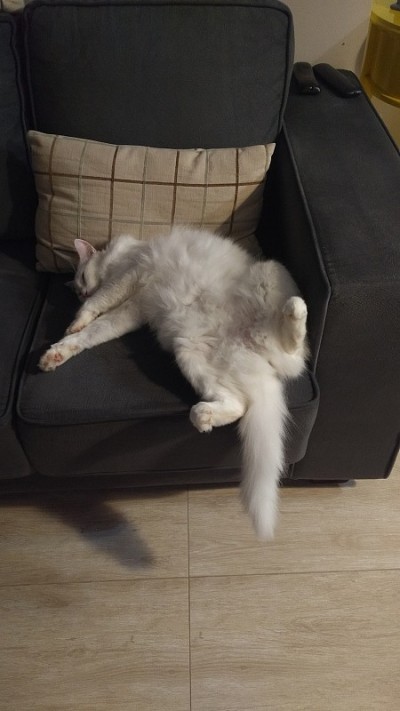 土耳其安哥拉猫