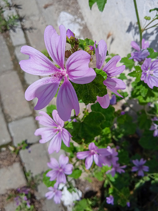 野生淡紫色锦葵植物(蜀葵属)沼泽锦葵花