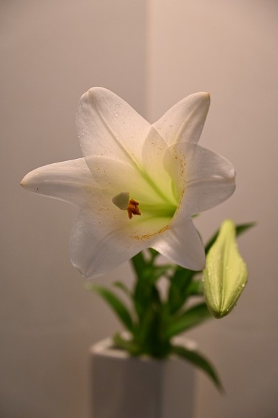白色的百合
