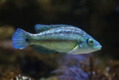 冠翅濑鱼(Symphodus melops)。