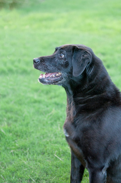 Beautiful profile of a black lab