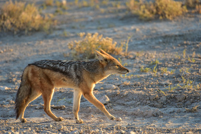 Jackal - Etosha，纳米比亚