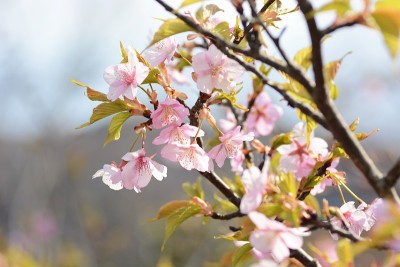 樱花