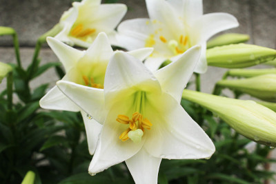 被雨淋湿的复活节百合花