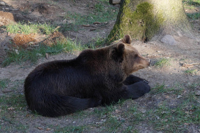 Wildpark黑山