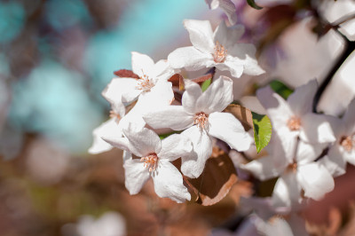 苹果花