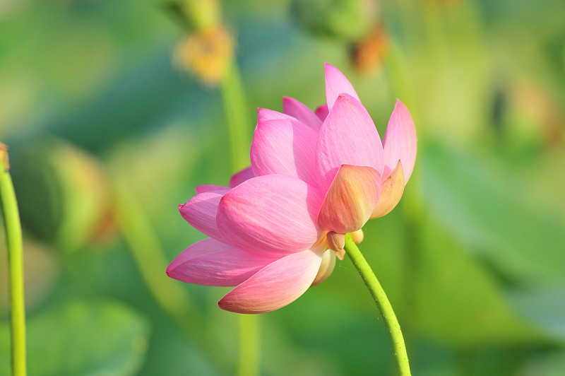 圣莲花活化石(近距离)