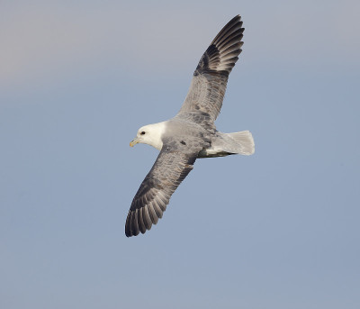 管鼻藿,Fulmarus glacialis