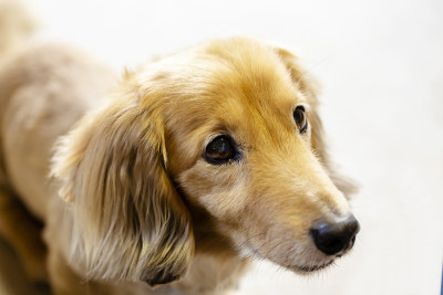 地毯上的长毛腊肠犬