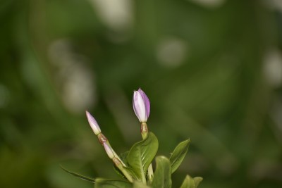 美丽的花朵特写照片。