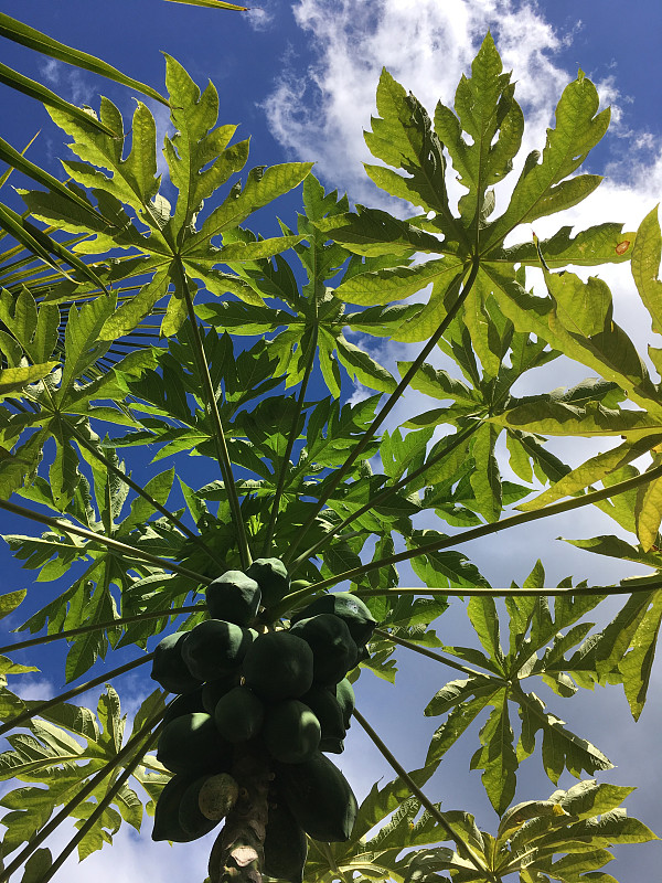 木瓜树