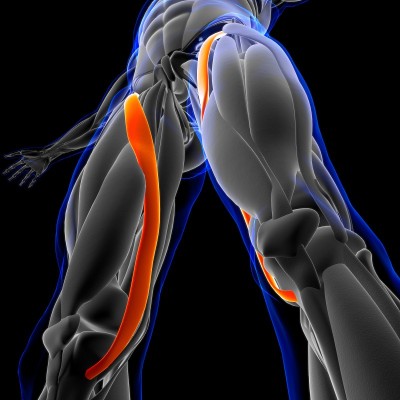 Sartorius Muscle Anatomy For Medical Concept 3D Il