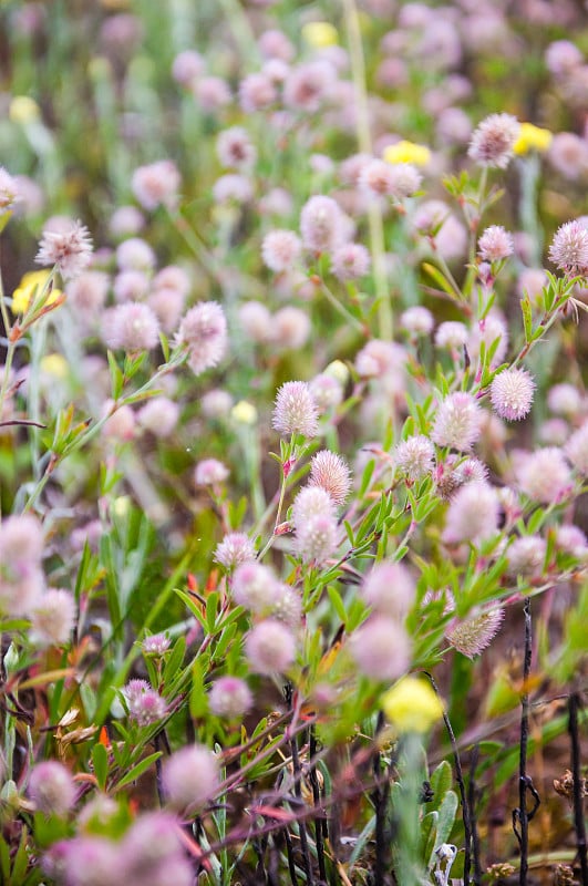 一束开花的三叶草(Trifolium arvense)花，俗称兔脚三叶草、兔脚三叶草、石三叶草或老田