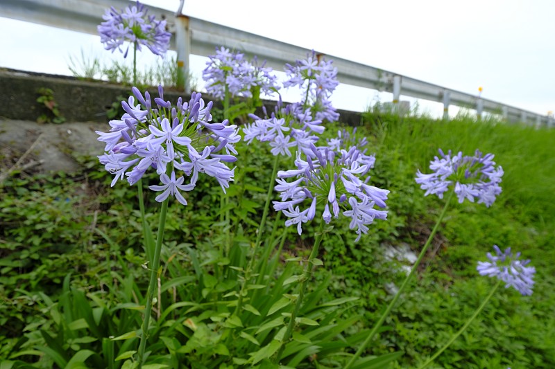 爱情花,日本京都