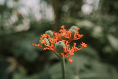 清迈诗丽吉皇后植物园的佛腹花