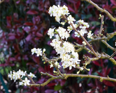 莫比汗花园里的梅花