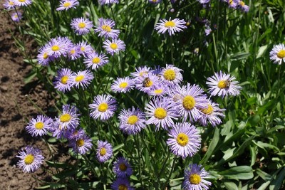 6月蜜蜂为拟花葶紫罗兰花传粉