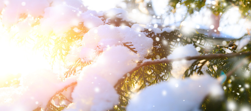 夕阳下的雪树枝