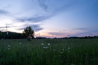 夕阳在田野里盛开着雏菊。前景中的雏菊。
