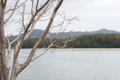 安达曼海沿岸的一棵枯树。