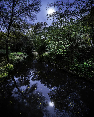 秋天的夜景，月亮在空中，树叶漂浮在水里。