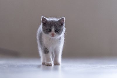 可爱小猫，室内射击