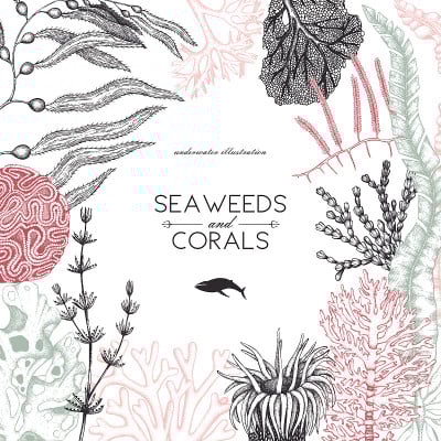 Seaweeeds设计模板