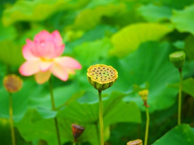 莲花