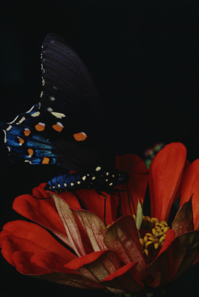 凤蝶(Papilio Troilus)
