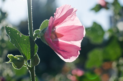 嫩锦葵(锦葵科，蔷薇科，蜀葵)