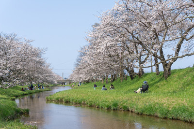 樱花在日本玉川河岸盛开