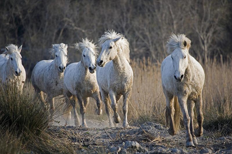 Camargue Horses, Herd, Saintes Marie de la Mer在法国南