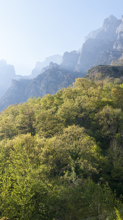 山顶森林