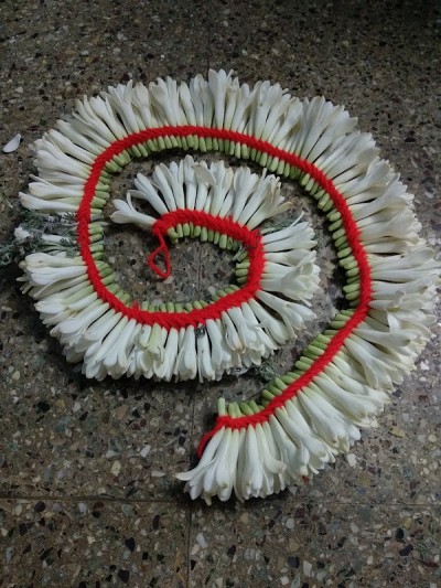 圆形图中的晚香玉花