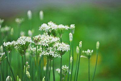 葱属植物tuberosum