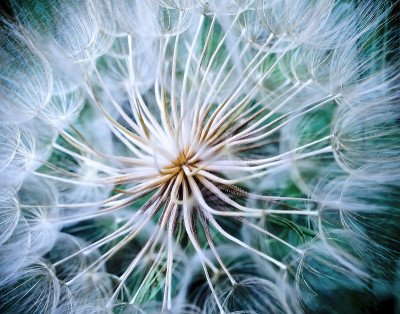 这就是我的企图Dandelion