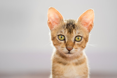 橙色条纹的小虎斑猫