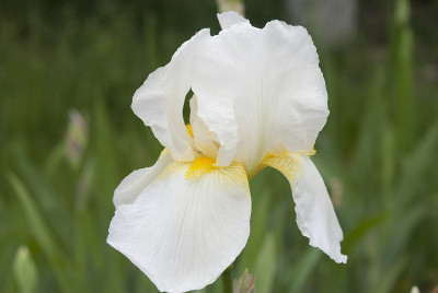 甜美的鸢尾(iris pallida)