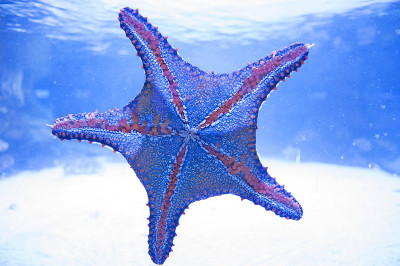 海星在水里。水族馆居民，小行星，海星，海洋。