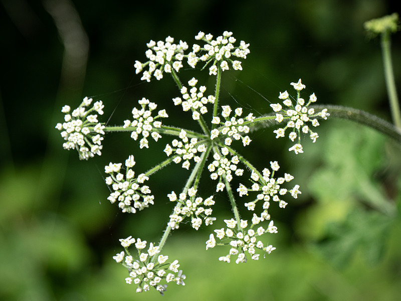 欧芹