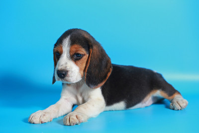 纯种小猎犬幼犬在浅蓝色屏幕上