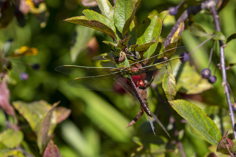 常见的绿色Darner (Anax junius)在树枝上