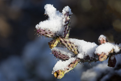 全罗仙人掌有新鲜的雪