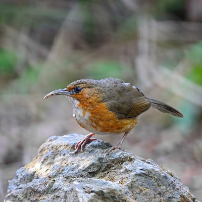 Rusty-cheeked Scimitar-babbler