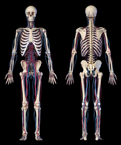 人体解剖学。骨骼有静脉和动脉。前视图和后视图。
