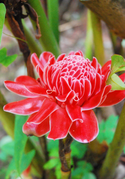 Etlingera elatior or Torch Ginger(野生植物)