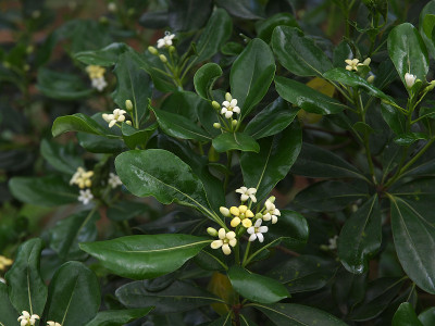 Tobira Pittosporum