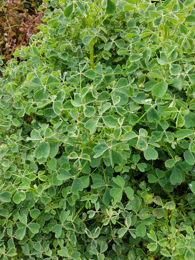 秘鲁、酸三叶草;结节性、酢浆草、tuberosa