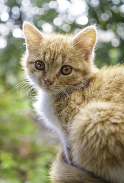 美丽的姜小猫与秋天的乡村花园