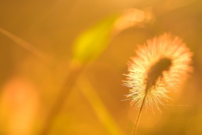 明亮的背光草和种子头在晨光